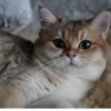 British Shorthair Britishgoldenkingcats