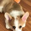 Welsh Corgi, Pembroke Corgi puppies