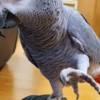 African Grey Parrot Male and Female Baby African Grey for Sale