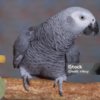 African Grey Parrot Male and Female Baby African Grey for Sale