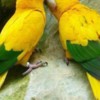 Conure Golden Conure