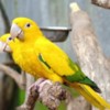 Conure Golden Conure