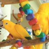 Conure Golden Conure