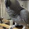 African Grey Parrot Beautiful  African Grey Parrots with cage