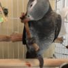 African Grey Parrot Beautiful  African Grey Parrots with cage