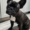 French Bulldog Friendly French Bulldog (Male)