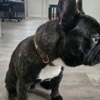 French Bulldog Friendly French Bulldog (Male)