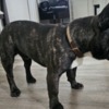 French Bulldog Friendly French Bulldog (Male)