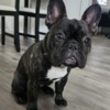 French Bulldog Friendly French Bulldog (Male)