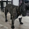 French Bulldog Friendly French Bulldog (Male)