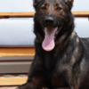 German Shepherd Dog Available Protection Dog for Sale