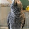 African Grey Parrot African Gray Timneh Parrots for sale
