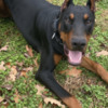 Doberman Pinscher AKC Doberman Puppies