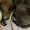 Wolfdogs Wolf Hybrid Pups