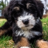 Bernese Mountain Dog J & B Doodles