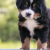 Bernese Mountain Dog J & B Doodles