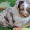 Australian Shepherd AKC & ASCA Australian Shepherd puppies! parents health tested