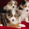 Australian Shepherd Buckwheat Valley Ranch