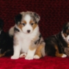 Australian Shepherd Buckwheat Valley Ranch