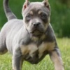 American Bulldog American Bully Puppies for Sale at Americanbullyfarm