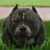 American Bulldog American Bully Puppies for Sale at Americanbullyfarm