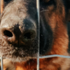 Old German Shepherd Dog L'ALLEVAMENTO DI EVELINO