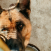 Old German Shepherd Dog L'ALLEVAMENTO DI EVELINO