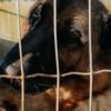 Old German Shepherd Dog L'ALLEVAMENTO DI EVELINO
