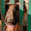Old German Shepherd Dog L'ALLEVAMENTO DI EVELINO