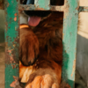 Old German Shepherd Dog L'ALLEVAMENTO DI EVELINO