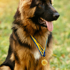 Belgian Shepherd Dog (Malinois) Buy Personal Protection Dogs in USA | Pinnacle Protection Dogs