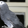 African Grey Parrot Adorable Tamed Congo African Grey Parrots