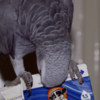 African Grey Parrot Adorable Tamed Congo African Grey Parrots
