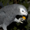 African Grey Parrot Adorable Tamed Congo African Grey Parrots