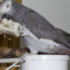 African Grey Parrot Adorable Tamed Congo African Grey Parrots