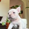 French Bulldog French Bulldog