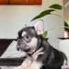 French Bulldog French Bulldog
