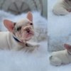 French Bulldog French Bulldog 1
