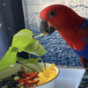 Eclectus Eclectus