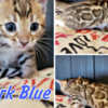 Bengal Bengal babies from Jungle Kitten