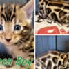 Bengal Bengal babies from Jungle Kitten