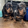 Dachshund Miniature Dachshund