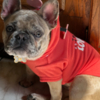 French Bulldog 7-month old Frenchie