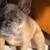 French Bulldog 7-month old Frenchie