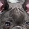 French Bulldog Adorable French Bulldog puppies