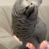 African Grey Parrot Two Young African Grey Parrots ready Now