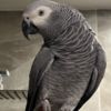 African Grey Parrot Two Young African Grey Parrots ready Now