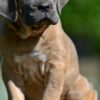 Cane Corso Cane Corso puppies