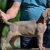 Cane Corso Cane Corso puppies
