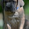 Cane Corso Cane Corso puppies